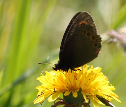 Réf. 239 439 : Erebia oeme